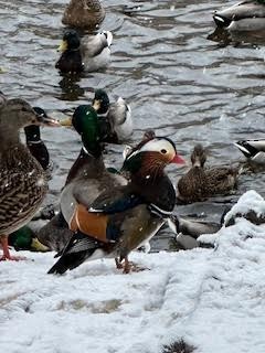 מנדרין סיני - ML646912929