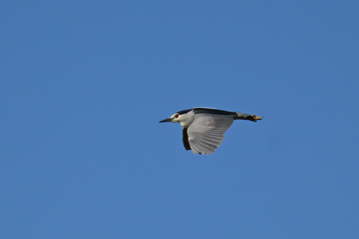 Nitticora - ML646912930