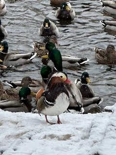 מנדרין סיני - ML646912932