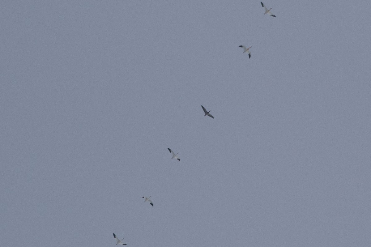 Elur-antzara - ML646912935