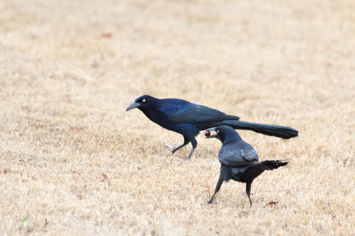 Great-tailed Grackle - ML646912936