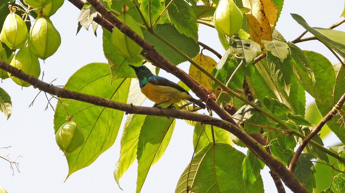 Collared Sunbird - ML646912939