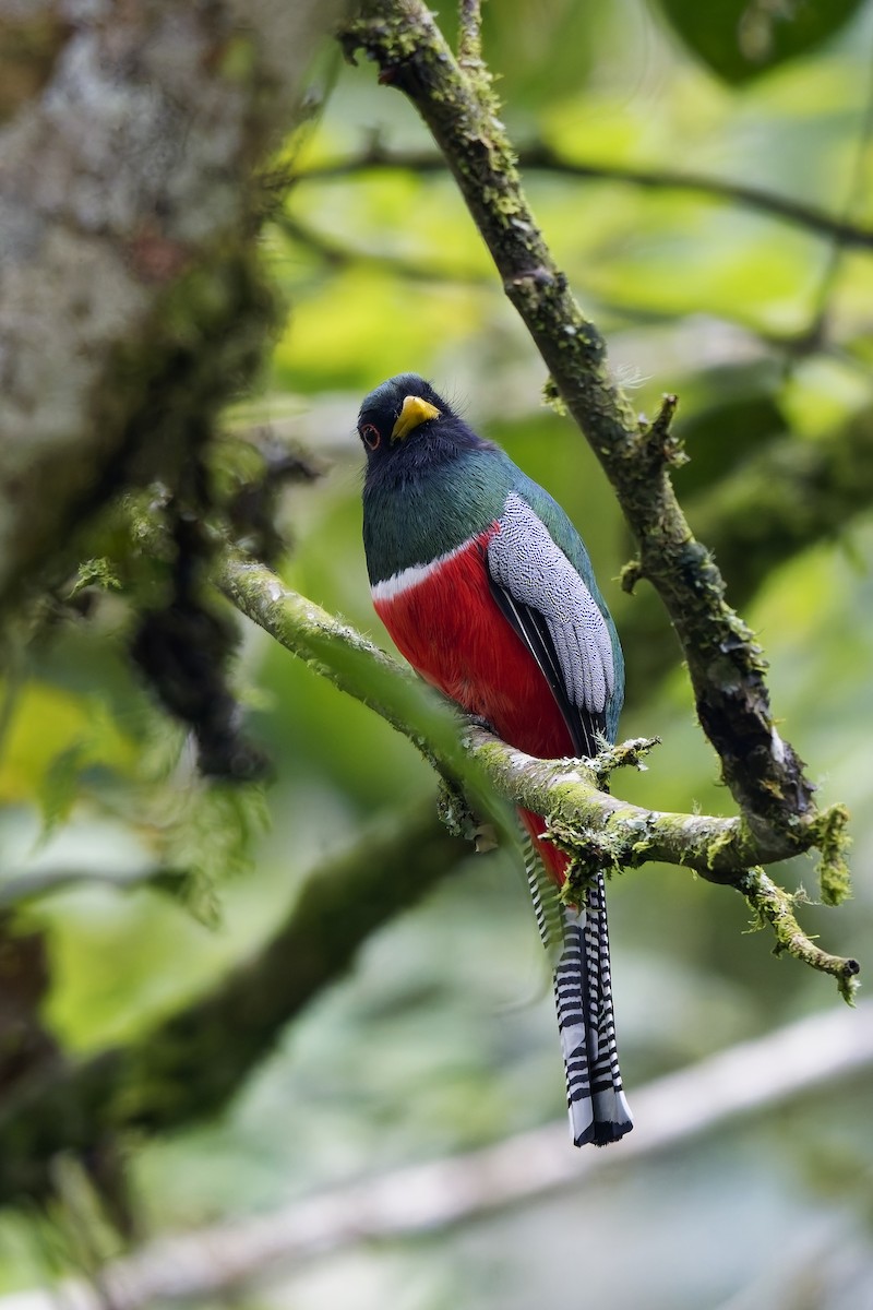 Collared Trogon - ML646912941