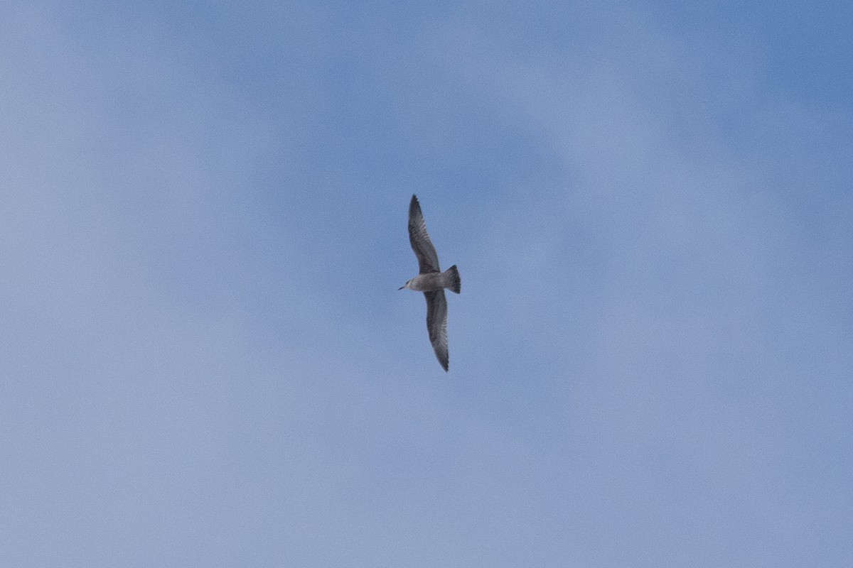 Kaio hauskara amerikarra - ML646912942