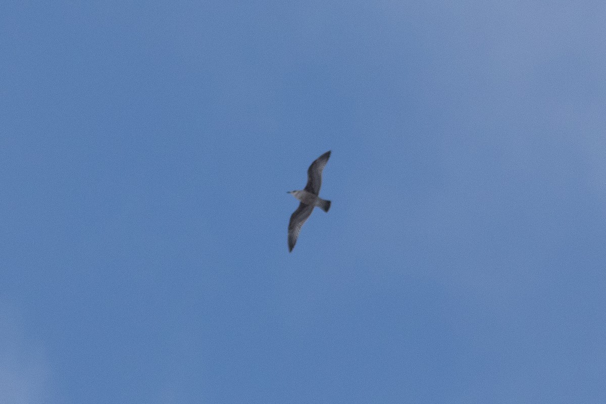 Kaio hauskara amerikarra - ML646912943