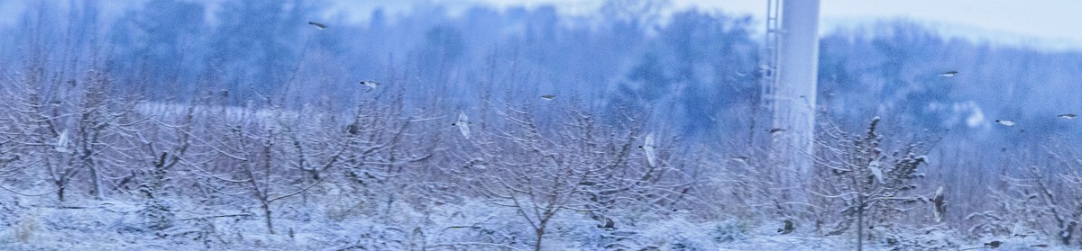 צחיחנית חרמון - ML646912946