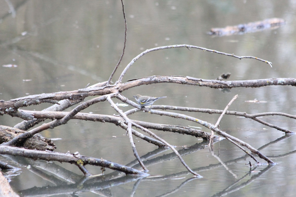 Yellow-rumped Warbler - ML646912947