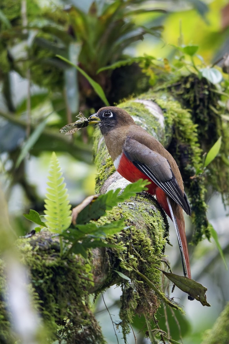 Collared Trogon - ML646912948