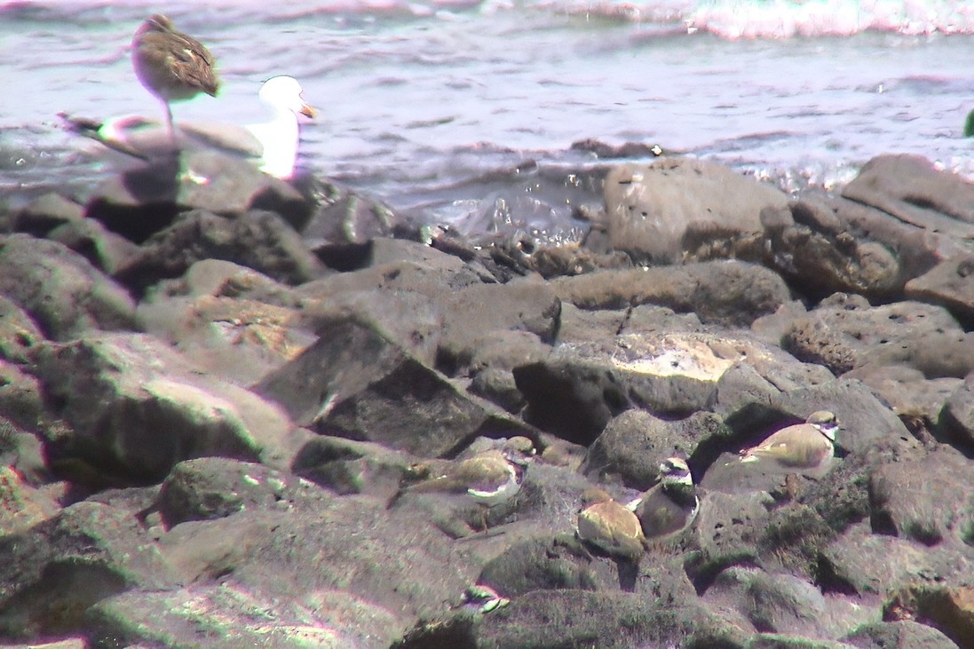 Common Ringed Plover - ML646912950