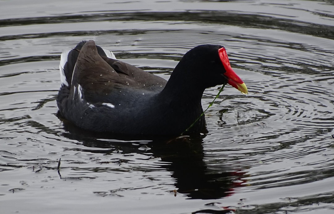 Gallinule d'Amérique - ML646912951