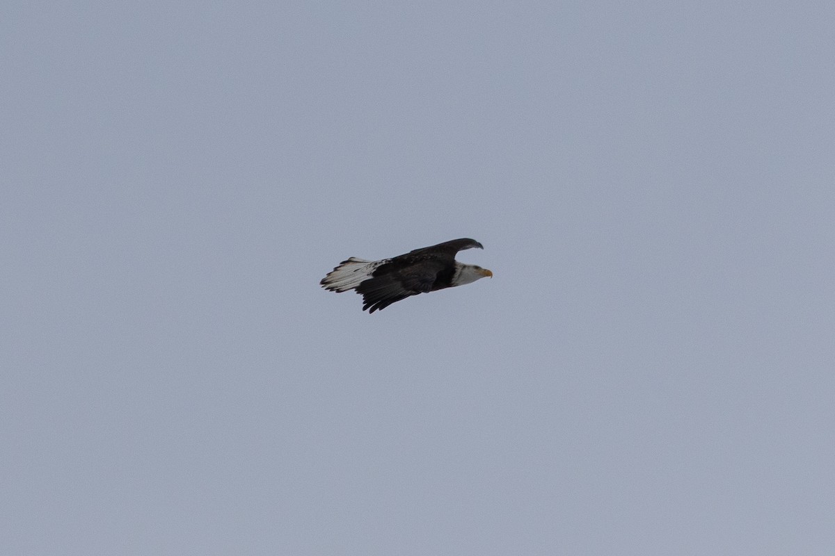 Белоголовый орлан - ML646912953