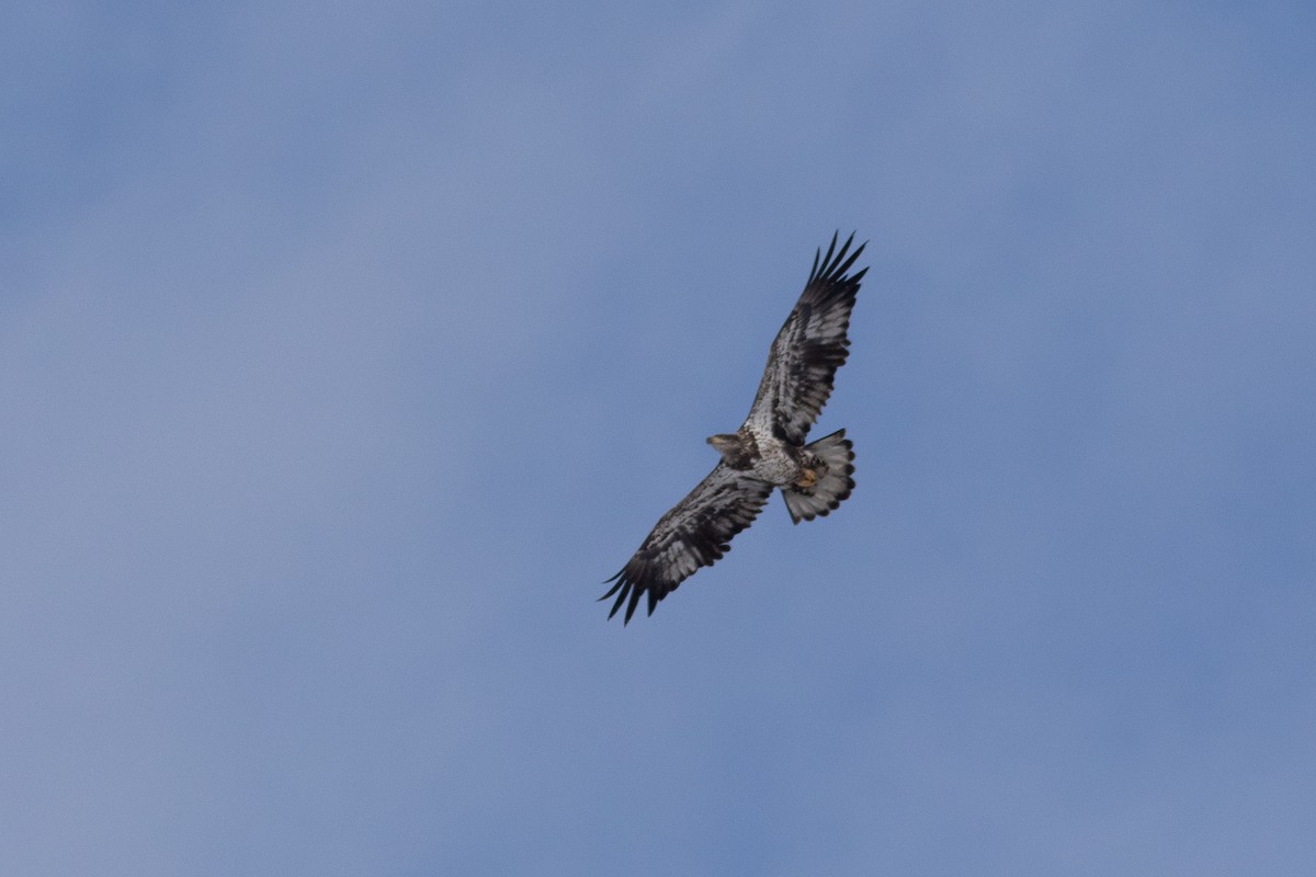 Белоголовый орлан - ML646912955