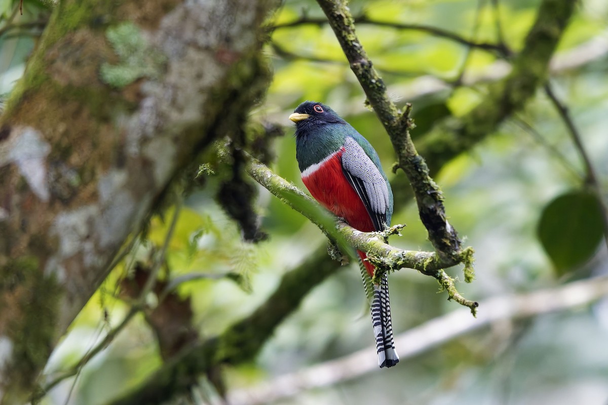 Collared Trogon - ML646912956