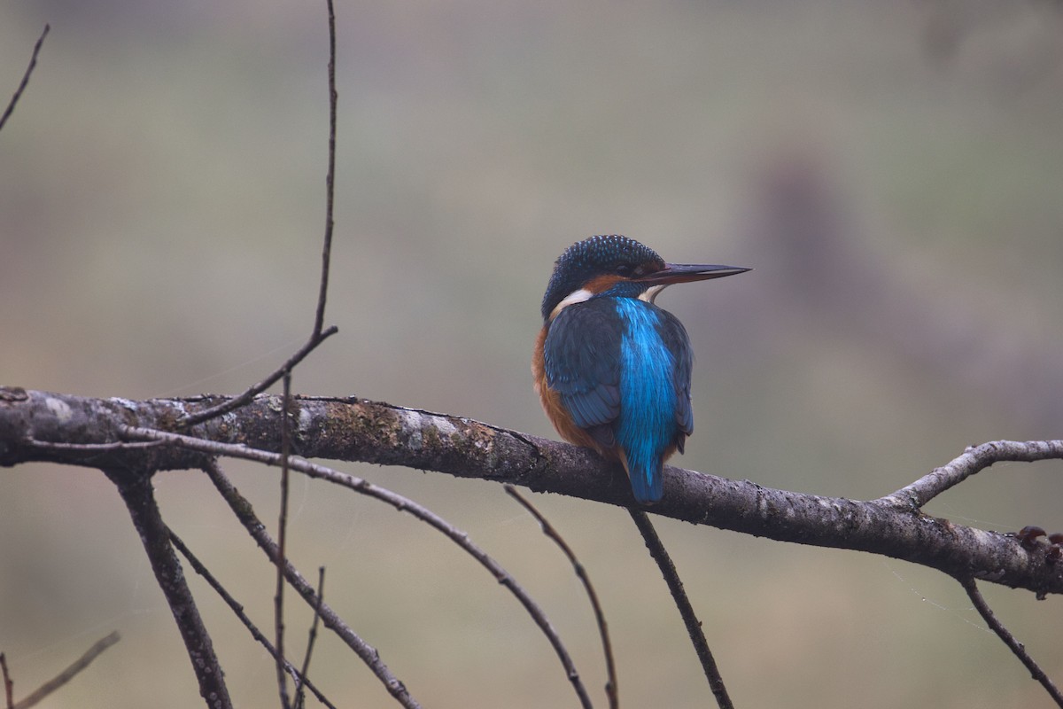 Common Kingfisher - ML646912957