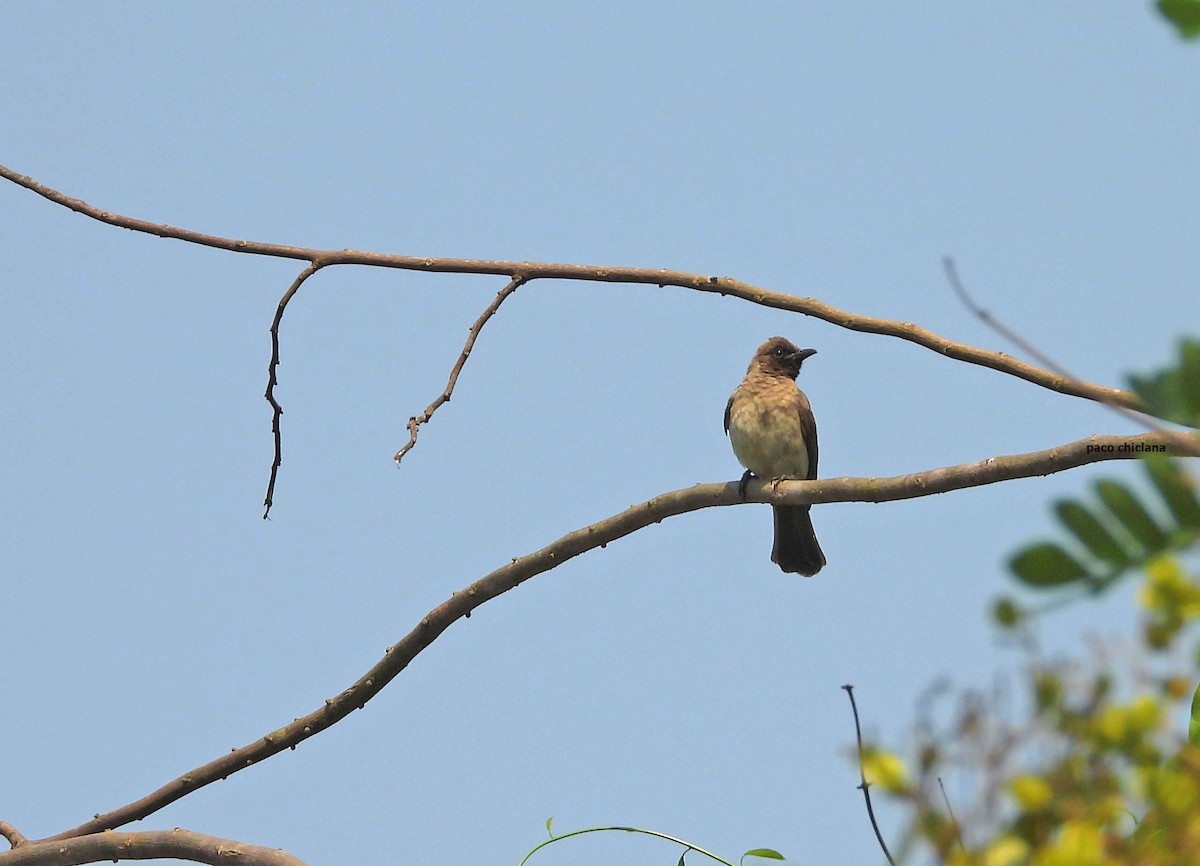 Common Bulbul - ML646912959