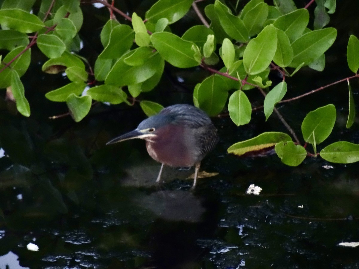 Héron vert - ML646912960