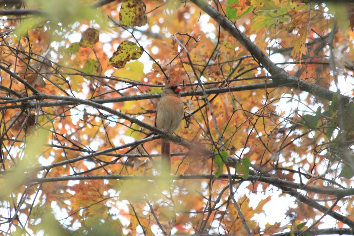 Northern Cardinal - ML646912962