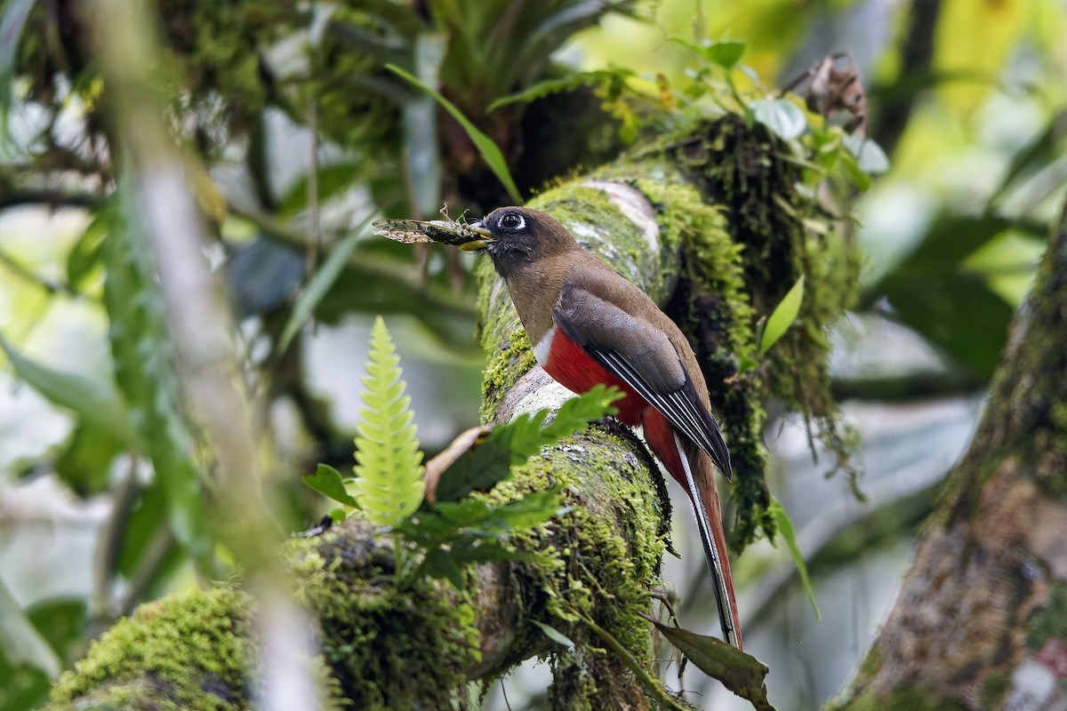 Collared Trogon - ML646912963