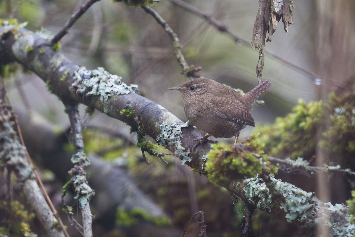 Eurasian Wren - ML646912964