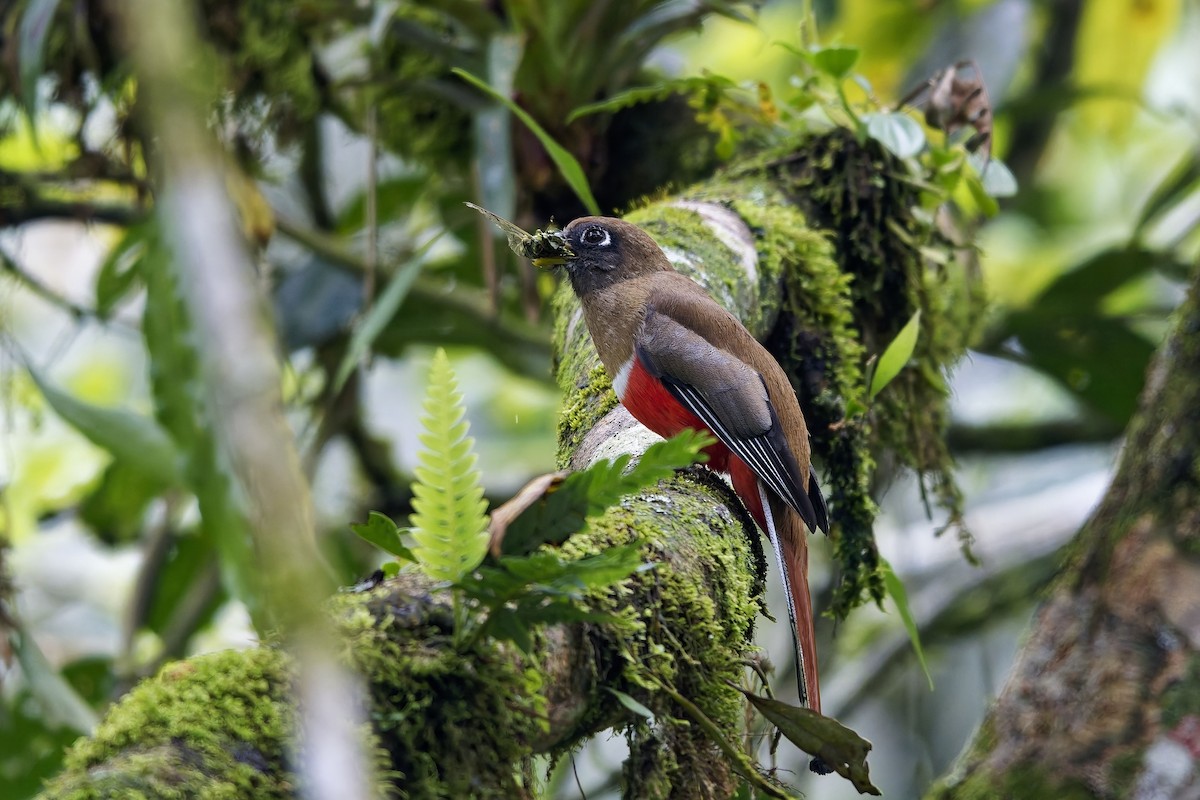 Collared Trogon - ML646912966
