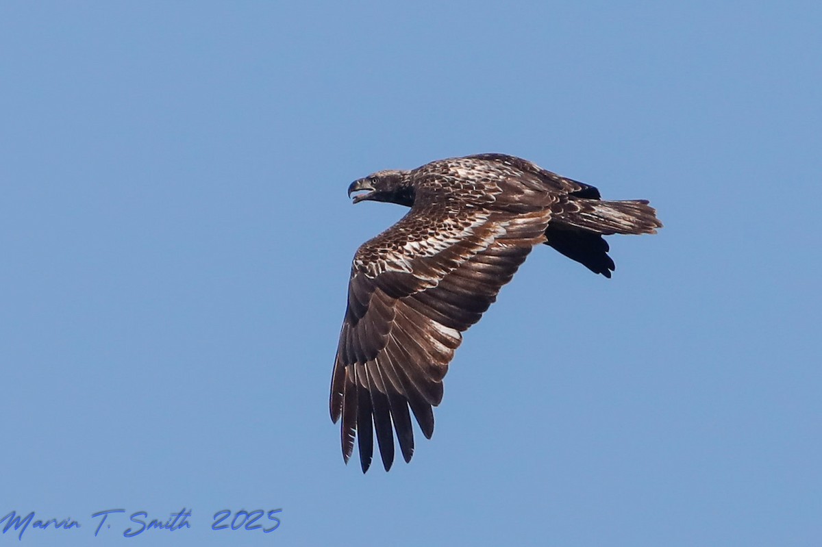 Белоголовый орлан - ML646912967