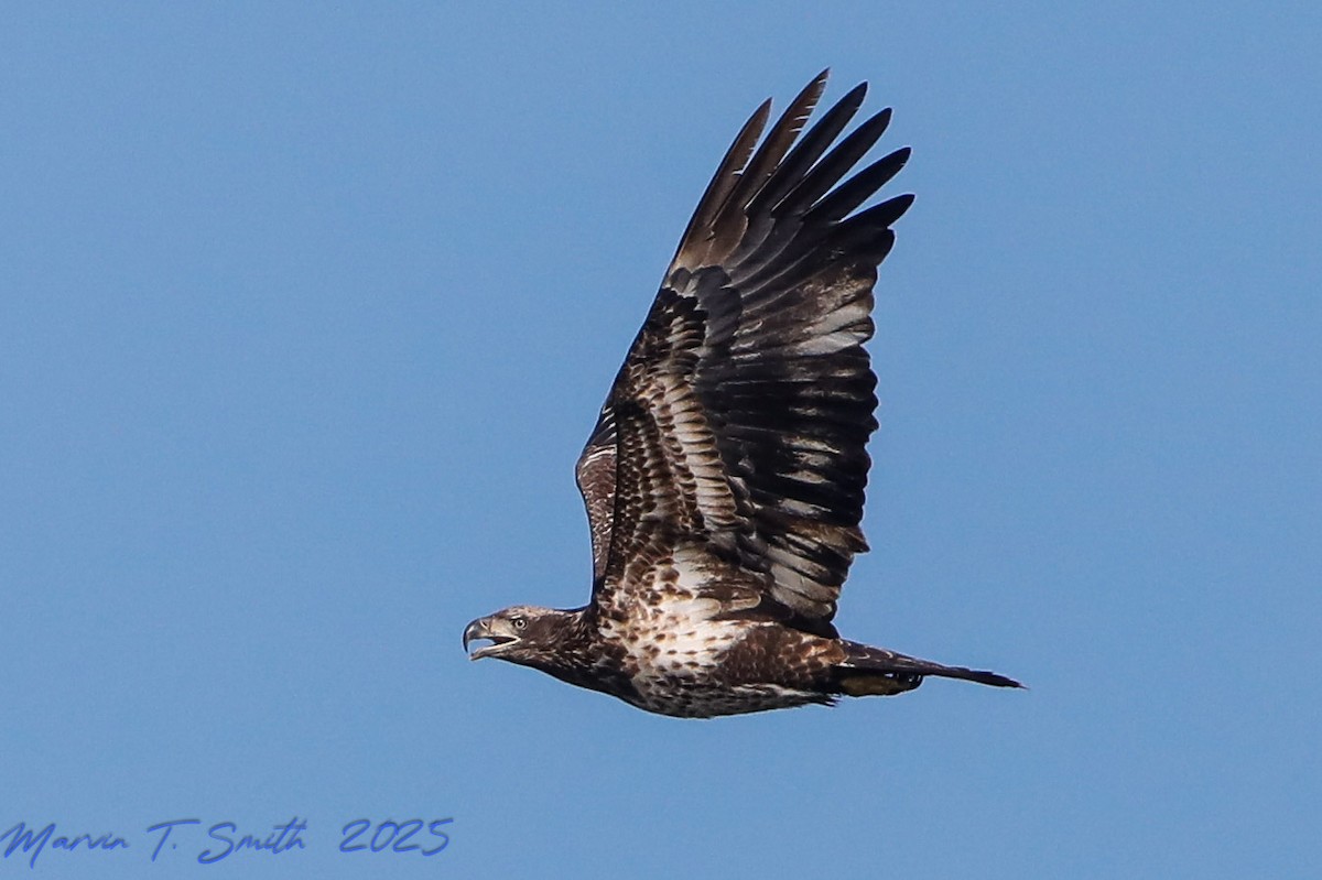 Белоголовый орлан - ML646912968