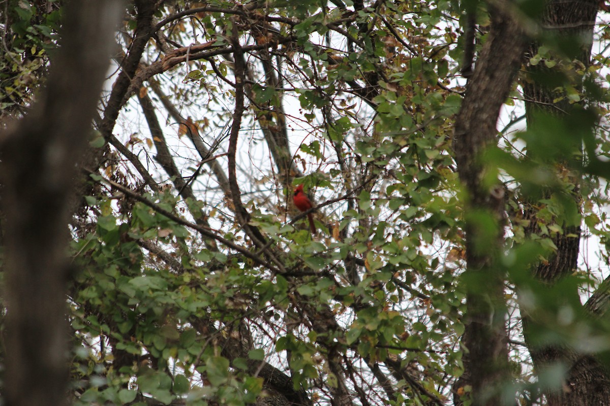 Northern Cardinal - ML646912969