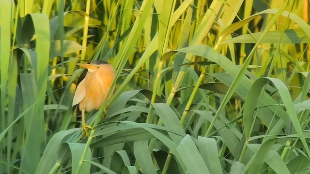 אנפית גמדית - ML646912971
