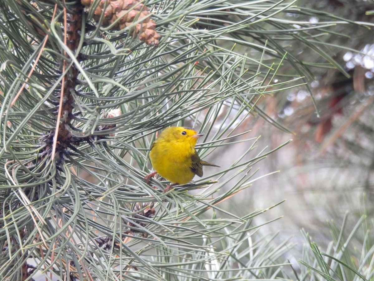 Wilson's Warbler - ML646912972