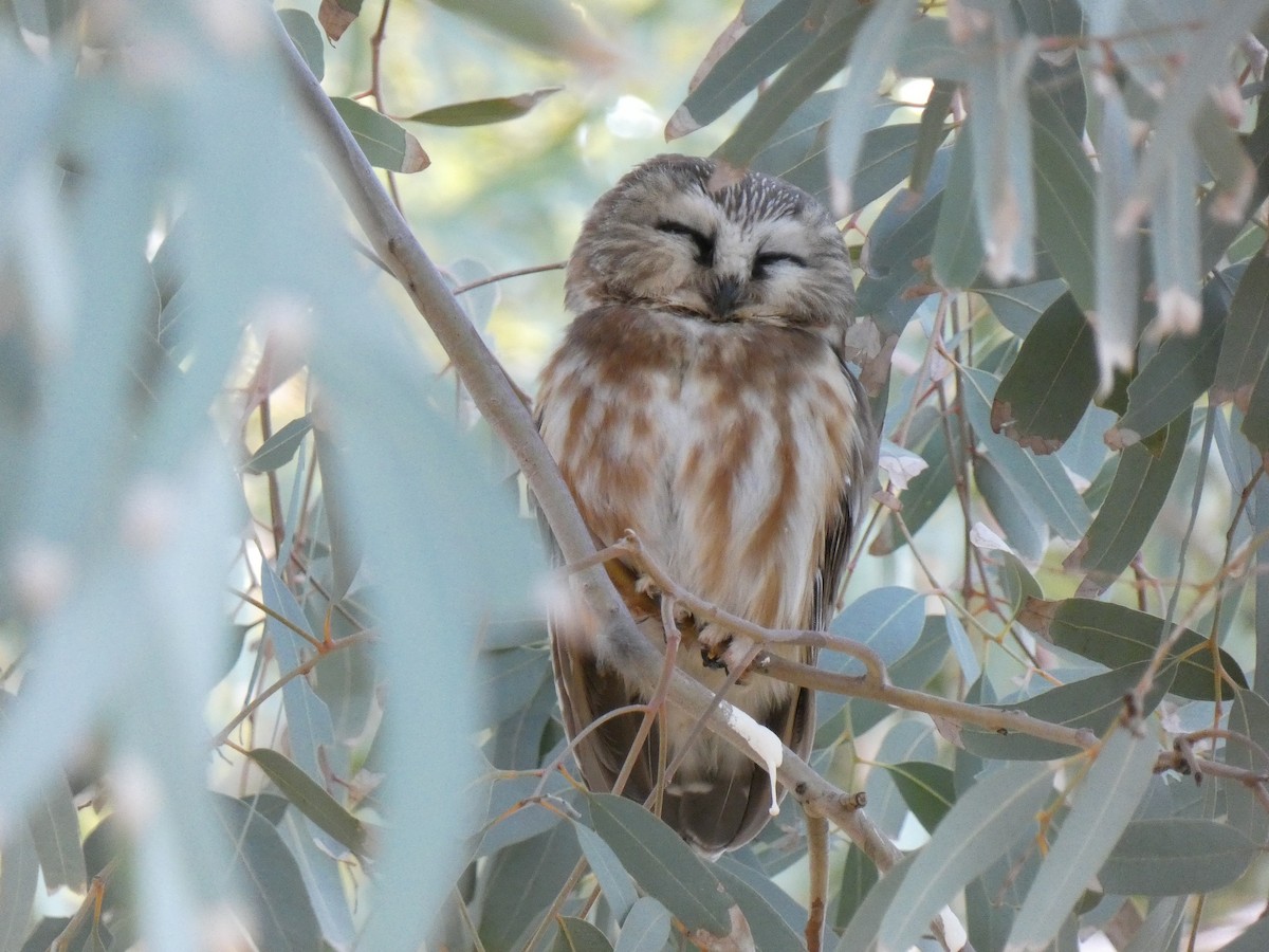 Northern Saw-whet Owl - ML646912980