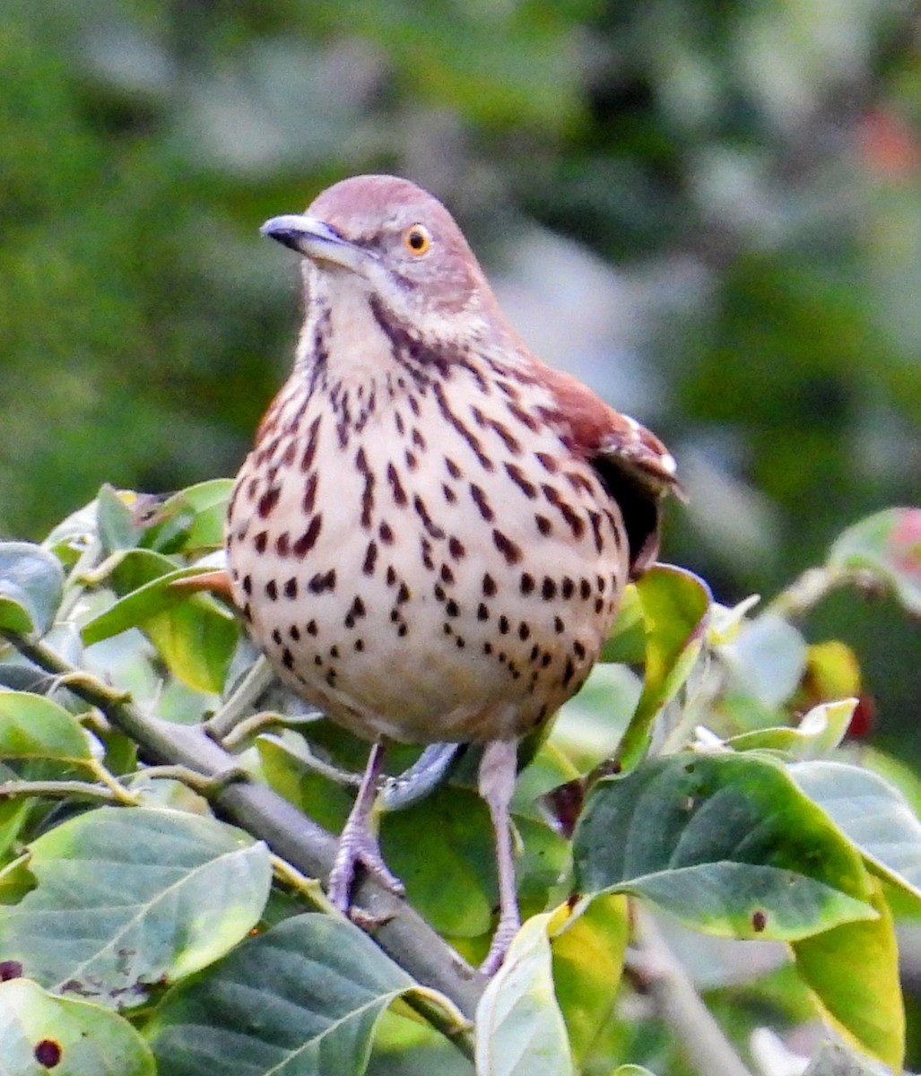 Brown Thrasher - ML646912981