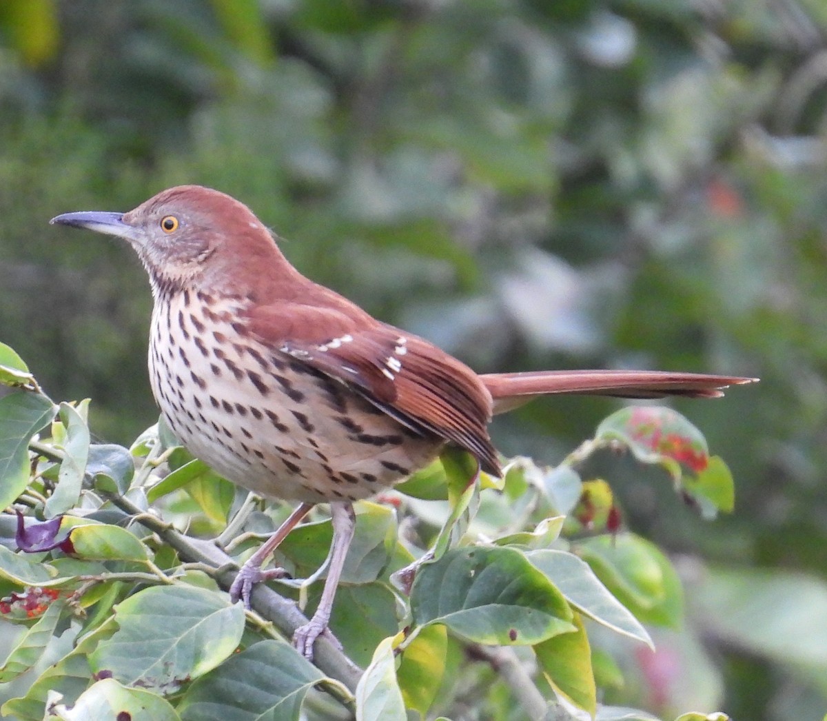 Brown Thrasher - ML646912982