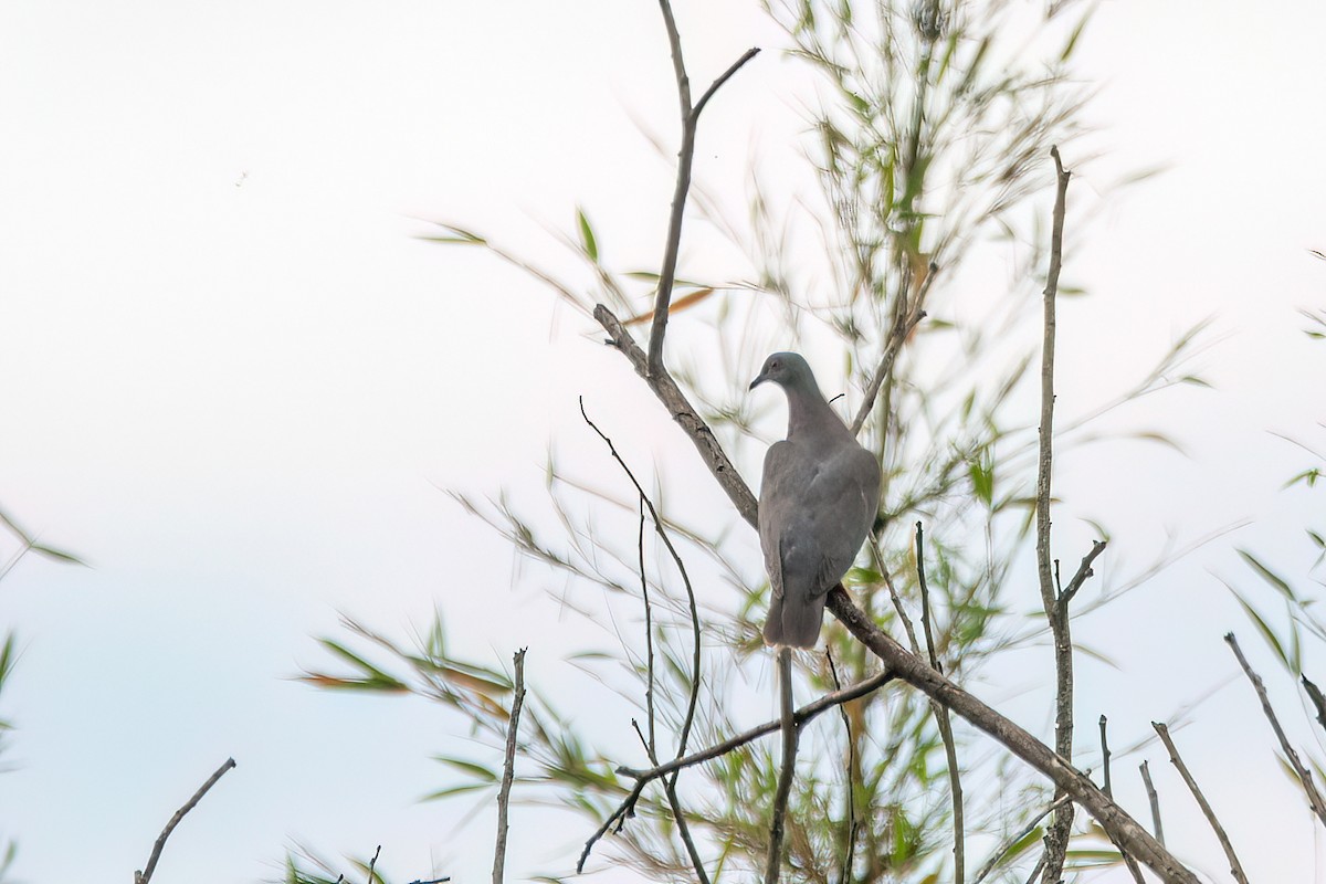 Paloma Colorada - ML646912987