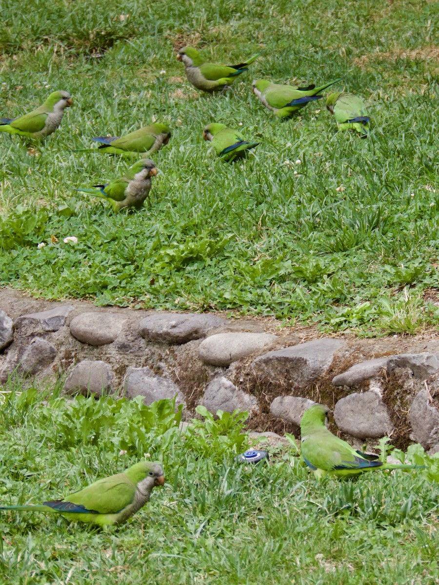 Parrocchetto monaco - ML646912988