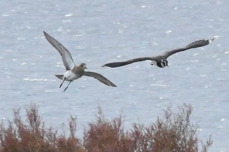 Сивка звичайна - ML646912991