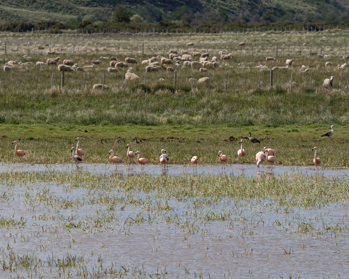 Flamant du Chili - ML646912992
