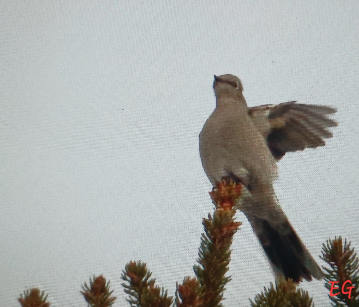 Townsend's Solitaire - ML646912993