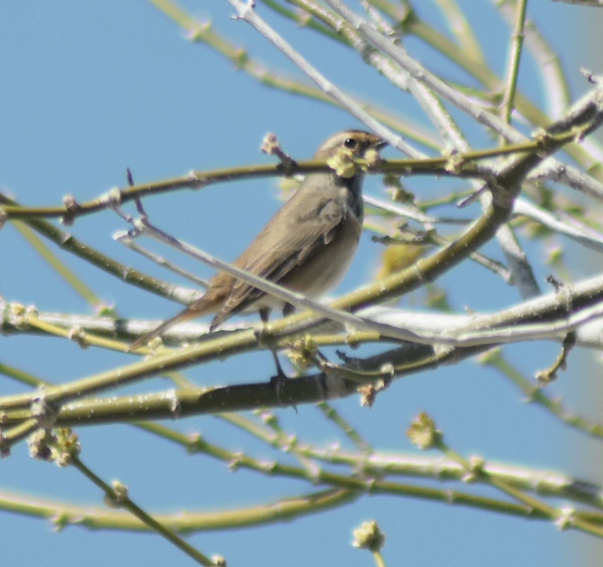 כחול חזה - ML646912995