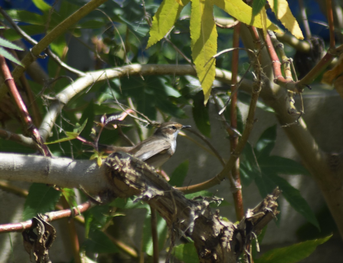 כחול חזה - ML646912996