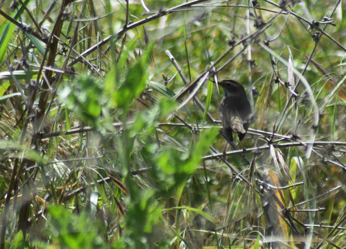 כחול חזה - ML646912997