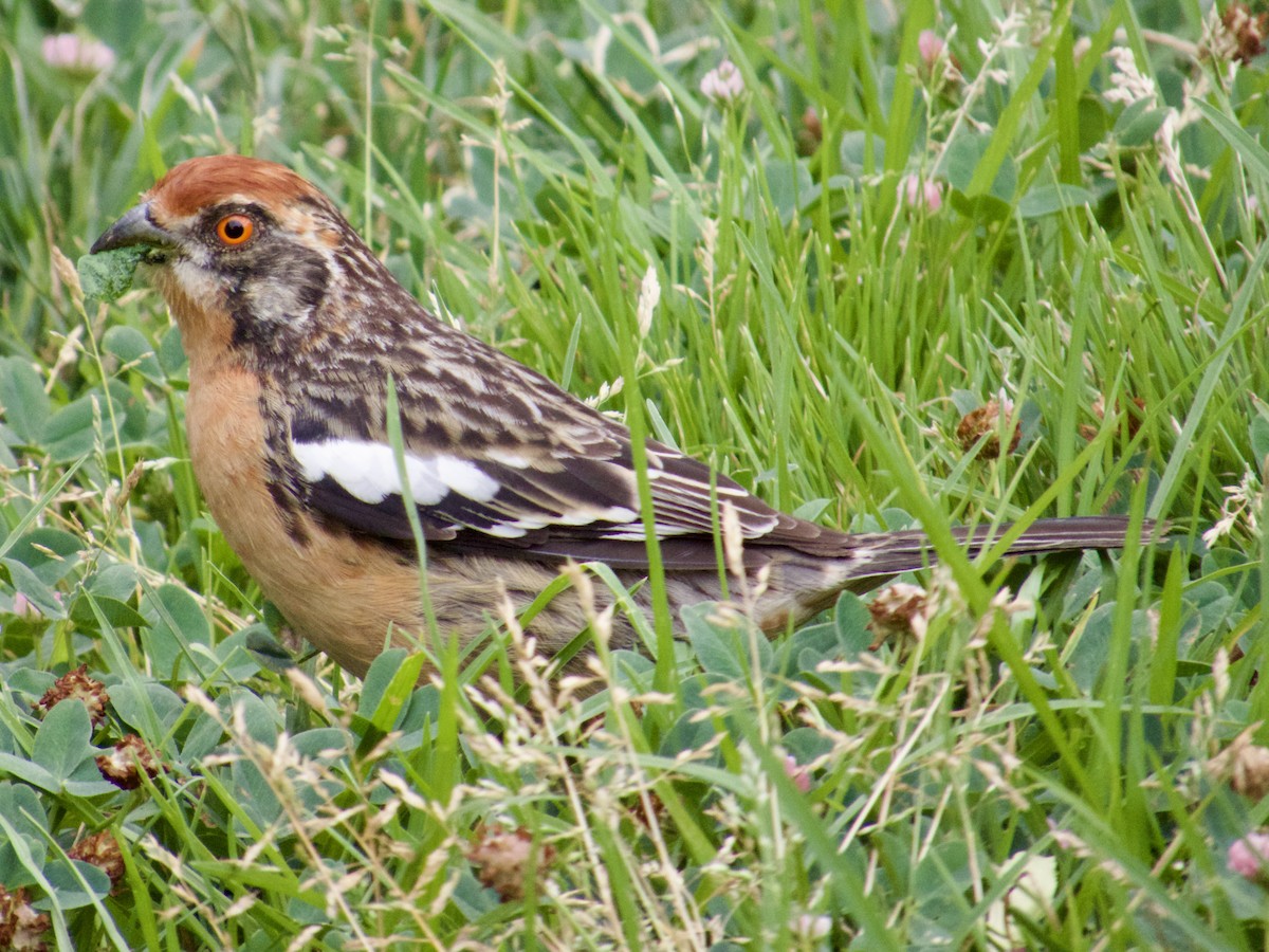 Rufous-tailed Plantcutter - ML646913000