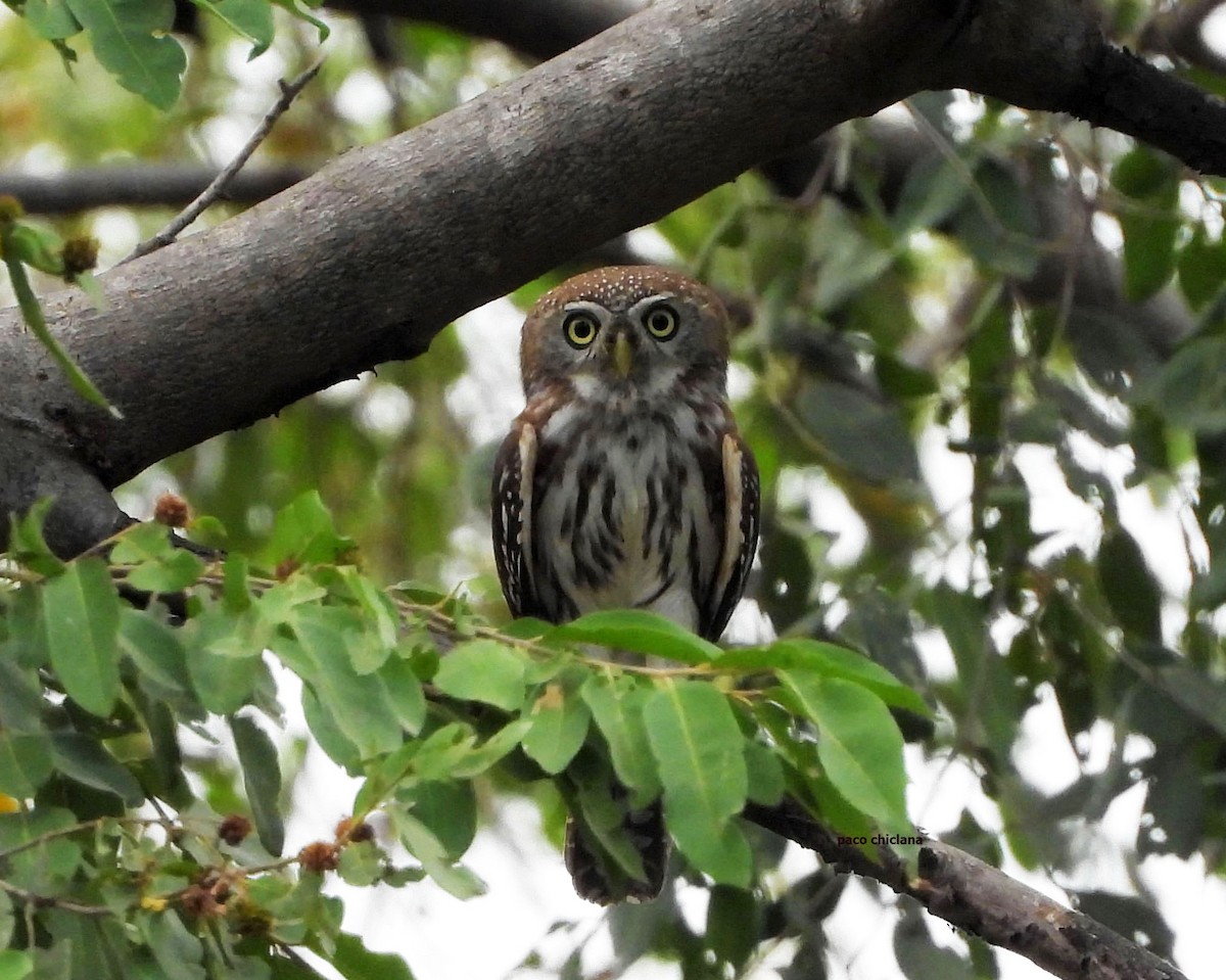 Сичик-горобець савановий - ML646913003