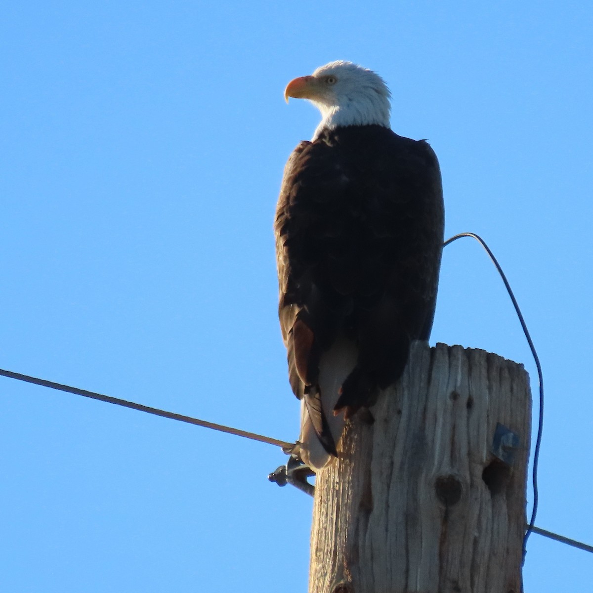 Белоголовый орлан - ML646913004