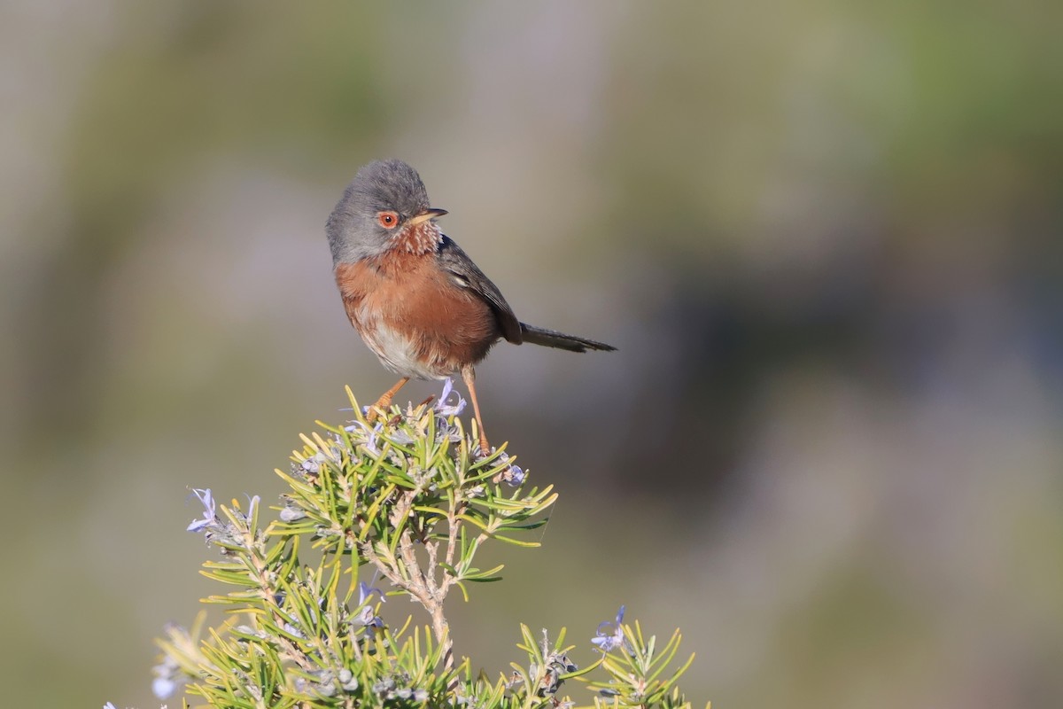 vinsanger - ML646913008