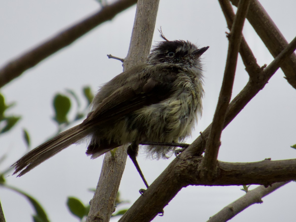 Tufted Tit-Tyrant - ML646913019