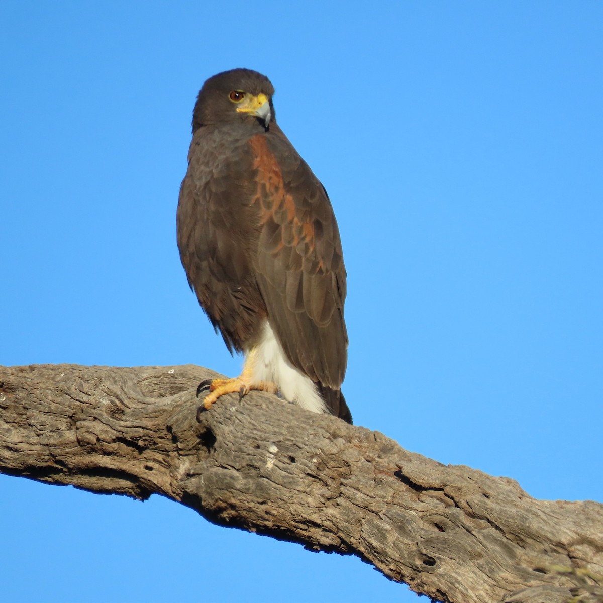 kaktusvåk - ML646913020