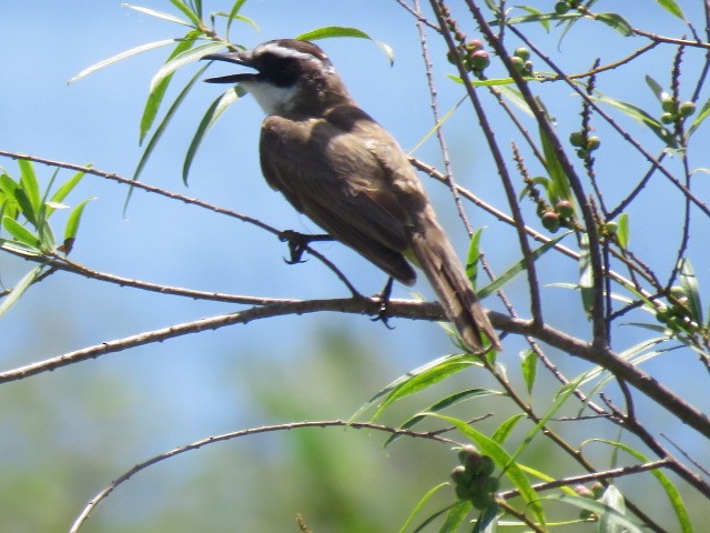 Tyran quiquivi - ML646913024