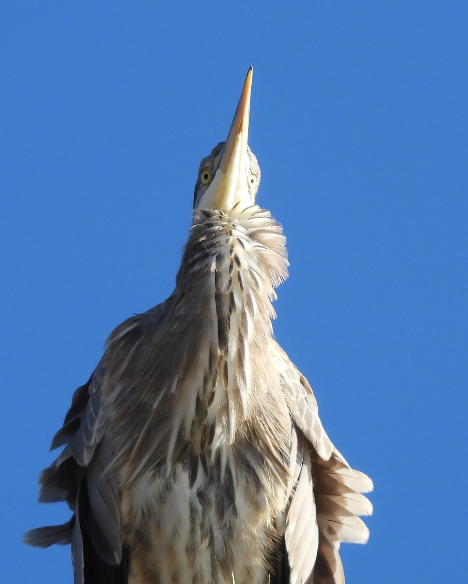 Grand Héron - ML646913026