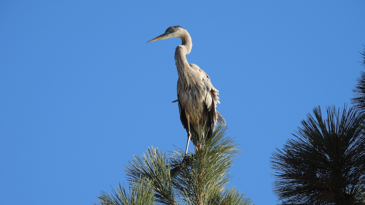 Grand Héron - ML646913027