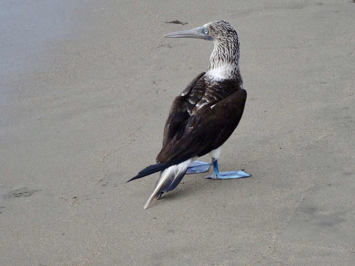 Fou à pieds bleus - ML646913038